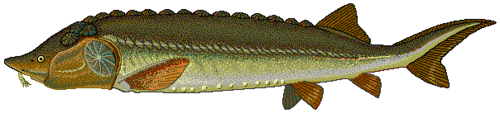 Caviar
