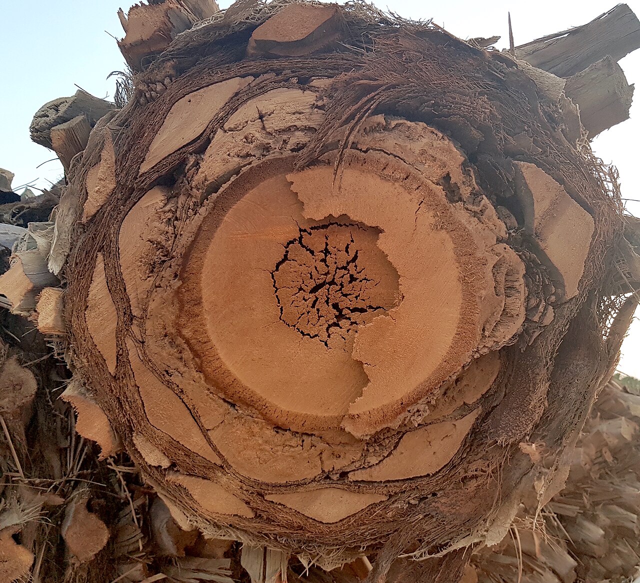 Date palm