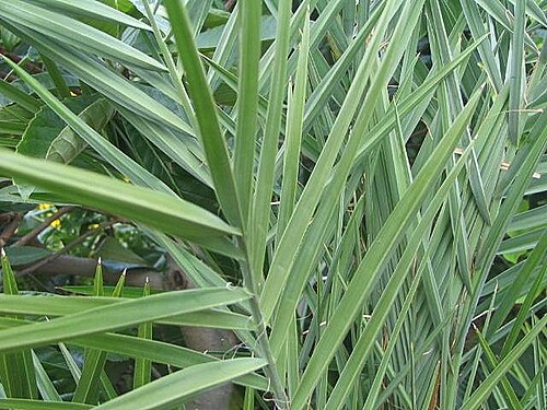 Date palm