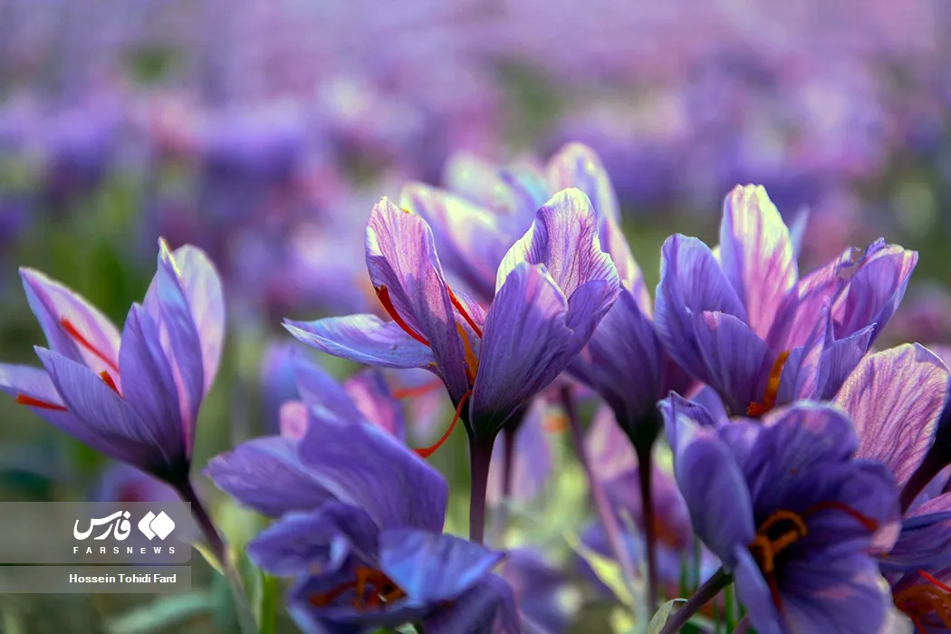 Saffron harvest in Iran